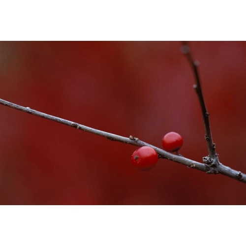 MI, Two winterberry holly berries in autumn
